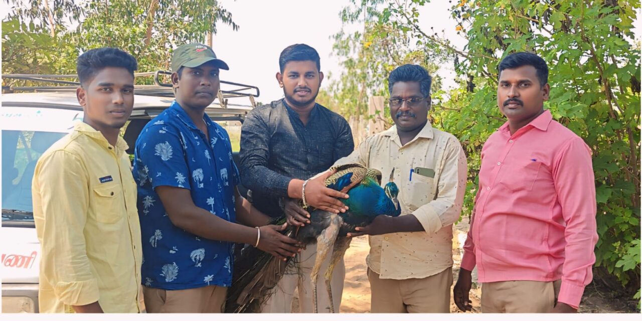 கோதண்டராமாபுரத்தில் பறக்க முடியாமல் துடித்துக் கொண்டிருந்த தேசியப் பறவை மயிலை மீட்டெடுத்து சமூக ஆர்வலர்களிடம்   ஒப்படைத்த கிராம இளைஞர்கள்