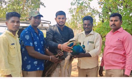 கோதண்டராமாபுரத்தில் பறக்க முடியாமல் துடித்துக் கொண்டிருந்த தேசியப் பறவை மயிலை மீட்டெடுத்து சமூக ஆர்வலர்களிடம்   ஒப்படைத்த கிராம இளைஞர்கள்