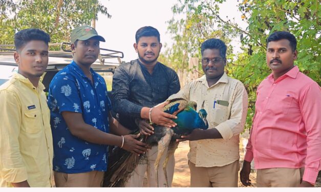 கோதண்டராமாபுரத்தில் பறக்க முடியாமல் துடித்துக் கொண்டிருந்த தேசியப் பறவை மயிலை மீட்டெடுத்து சமூக ஆர்வலர்களிடம்   ஒப்படைத்த கிராம இளைஞர்கள்